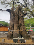 갑사에서 동학사까지, 부처님오신날 계룡산 트레킹