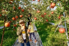 올해 마지막 기회! 하루짜리 충주 사과 따기 체험