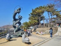 과메기항 구룡포에 동백꽃 필 무렵