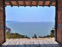 팽나무 아래 수백만 송이 수국이 수국수국, 신안 도초도