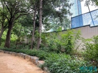 [현장] 삼성동 봉은사 옆 900평대 금싸라기 땅, 28년째 공사 중인 까닭