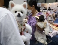 펫팸족 1500만 기대했는데 3년 연속 적자…GS리테일 펫사업 미래는?