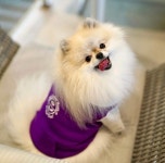 콧대 낮춘 커피빈, 편의점 커피·펫 매장으로 옛 명성 되찾을까