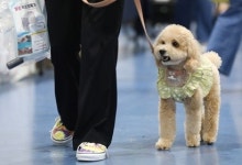 폐점 이어가던 이마트 몰리스펫샵 3년 만에 신규 점포 낸 까닭