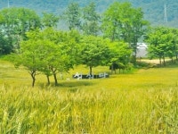 대기업 밀가루·설탕 담합 앞에 성심당 다시 빛난 까닭