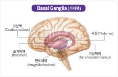 틱장애_이영식 교수(중앙대병원 소아정신건강의학과)