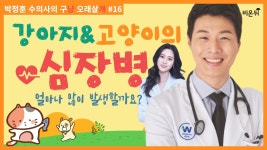 강아지 고양이 심장병(웨스턴동물의료센터 박정훈) [박정훈 수의사의 구냥 오래살개 #16] [수의학 LIVE]