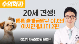 20세 견생! 튼튼 슬개골탈구 이것만 아시면 됩니다 2편 / 청담우리동물병원 윤병국