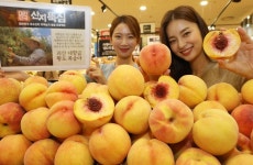 롯데마트, 충청북도 괴산 ‘대향금 황도 복숭아’ 출시