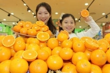 롯데마트, 제주 진지향·만다린 오렌지 할인판매