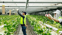 NH아문디자산운용 임직원, 가평 포도농가 찾아 일손돕기