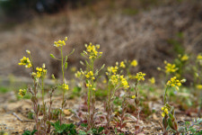 <울산 야생화> 꽃다지