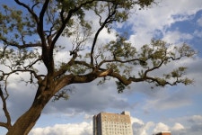 옛 울산초 자리 300년생 회화나무 생명 위태로워