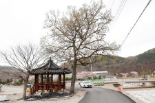 대안마을 도로 확장에 정자 옆 100년 참나무 베어질 위기