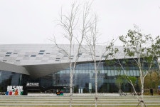 울산도서관 앞, 말라죽은 자작나무들 가을에나 이식 가능