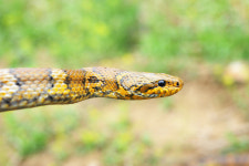 집과 마을을 지키는 뱀, 구렁이