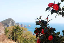 바다에 핀 연꽃섬 - 통영 연화도