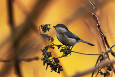 쇠박새(선바위공원)