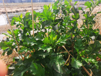 [유쾌한 약재 산책] 갓, 매운맛을 보여주마