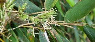 태화강 왕대나무와 구갑죽에 꽃…대숲 말라 죽을 우려, 특별히 관리해야