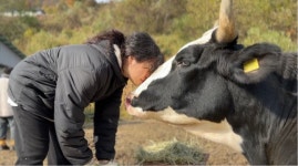 [동물 해방을 위한 물결] 달 뜨는 마을의 ‘꽃풀소’(1)
