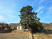 [울산지역사답사회 공동기획] 울주군 청량읍 마을제당과 당산나무를 찾아서(1)