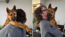 건강원서 개소주 될뻔 했다가 구조돼 해외입양간 멍멍이