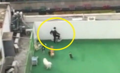부천 강아지 유치원에서 반려견 폭행하는 유치원 직원 (영상)