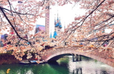 핑크빛 벚꽃 볼 수 있는 석촌호수 벚꽃축제 이번 주말 개막