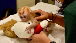 가족 잃은 후 곰인형에 집착하게 된 아기 원숭이