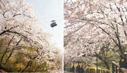 이번 주말 남산 벚꽃 절정…마지막 벚꽃 나들이 하세요