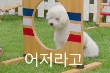 무기력한 짤 견으로 유명한 엑소 세훈 반려견 비비