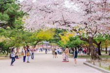 벚꽃축제 시즌 맞아 매출 25% 급증한 네네치킨