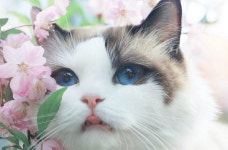 싱그러운 꽃밭 사이서 심쿵 미모 뽐내는 꽃냥이 (사진)