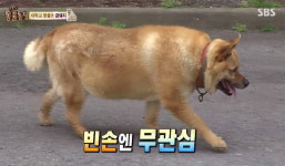 주인에게 버려진뒤 대학생들에게 간식 얻어먹는 금돼지 (영상)