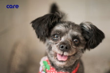 문재인 대통령이 청와대로 입양하겠다고 밝힌 유기견 토리