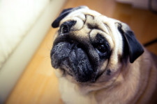 우리집 댕냥이 이달 말까지만 동물병원서 예방접종 5천원에 맞을 수 있다