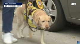 밥 먹으려 식당 가면 7번 거절당해야 먹을 수 있는 안내견의 하루