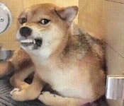 애견호텔에 자기만 두고 휴가 다녀온 주인을 본 시바의 현실 분노