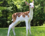 1% 확률로 태어난 디즈니 공주 흰 점박이 사슴이 세상을 떠났다