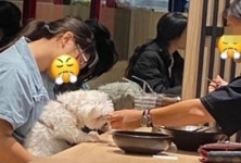 레스토랑에서 사람 숟가락으로 강아지에게 음식 떠먹이는 개진상 손님을 봤습니다