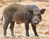 아프리카돼지열병 걸린 멧돼지에 설악산 뚫리면 국산 삼겹살 먹기 힘들어진다
