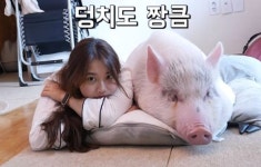 고소미 과자 먹으며 악플 읽는 유튜버 꿀꿀선아 (영상)