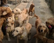 개농장에서 도살되기 직전 자기 구하러 온 사람 보고 리트리버가 지은 표정