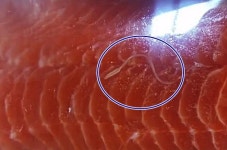 마트서 판매하는 생연어에서 살아 움직이는 기생충을 발견했습니다