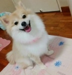 우리집 댕댕이 예뻐지라고 미용 맡겼는데 닭백숙이 되어 돌아왔습니다