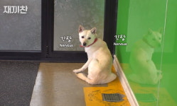 개농장서 살아남은 엄마 강아지가 목숨 걸고 지켜낸 아기를 다시 만났다 (영상)