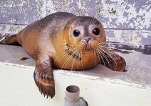 바다표범에 물려 죽기 직전 극적으로 구조되자 손들어 감사 인사 전하는 물댕댕이 (사진 7장)