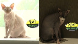 나혼산서 치명적인 인형 비주얼 뽐내 주인보다(?) 더 사랑받은 반려동물 6