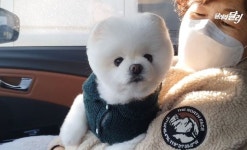 요새 기침 너무 많이해 병원 달려간 스타견 달리의 안타까운 현재 몸 상태